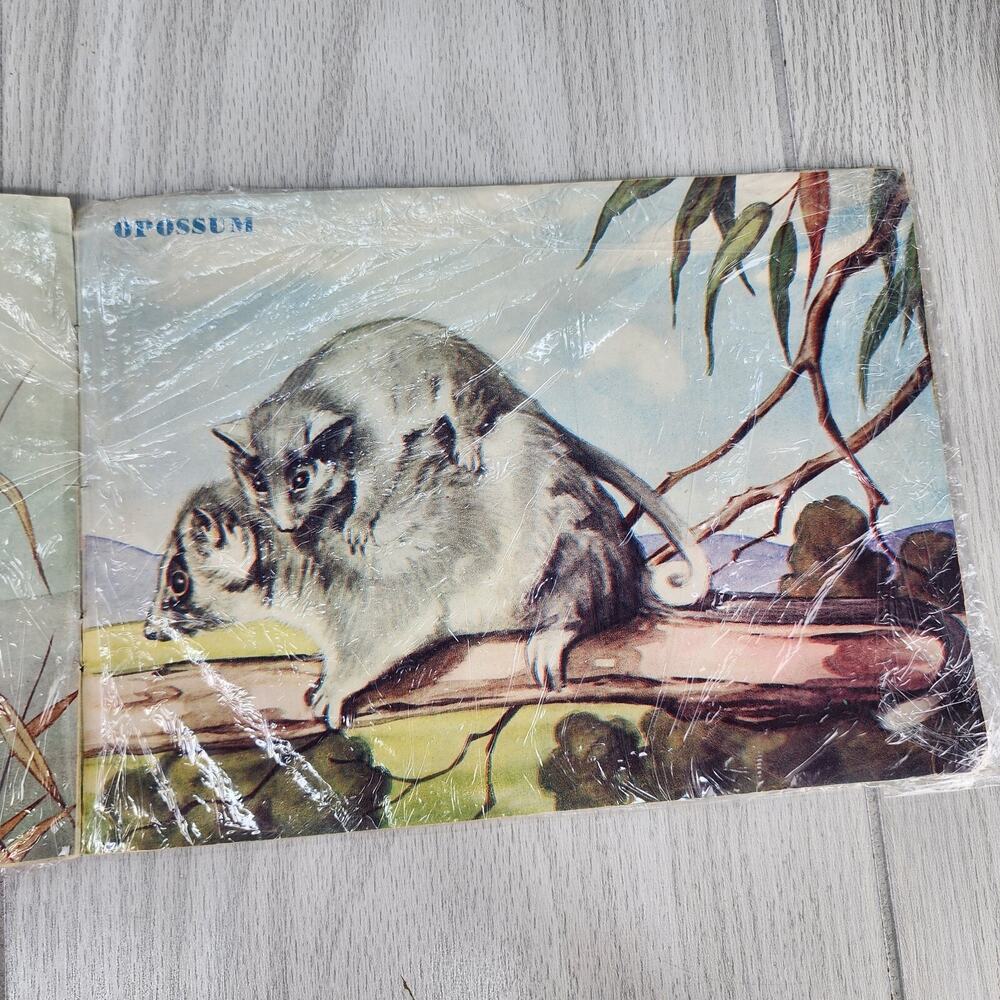Vintage 1953 Australian Animals Children’s Book Photograpatures Illustrated - Picture 11 of 16